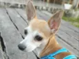 Garotinho