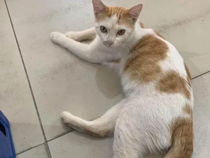 Gato raça SRD-ViraLata idade 2 anos nome Thauany 