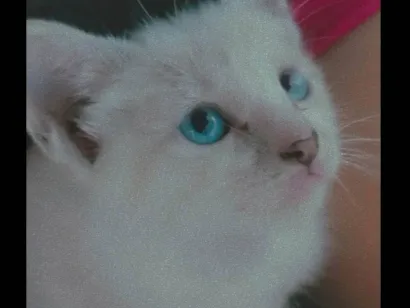 Gato raça SRD-ViraLata idade Abaixo de 2 meses nome Duquesa 
