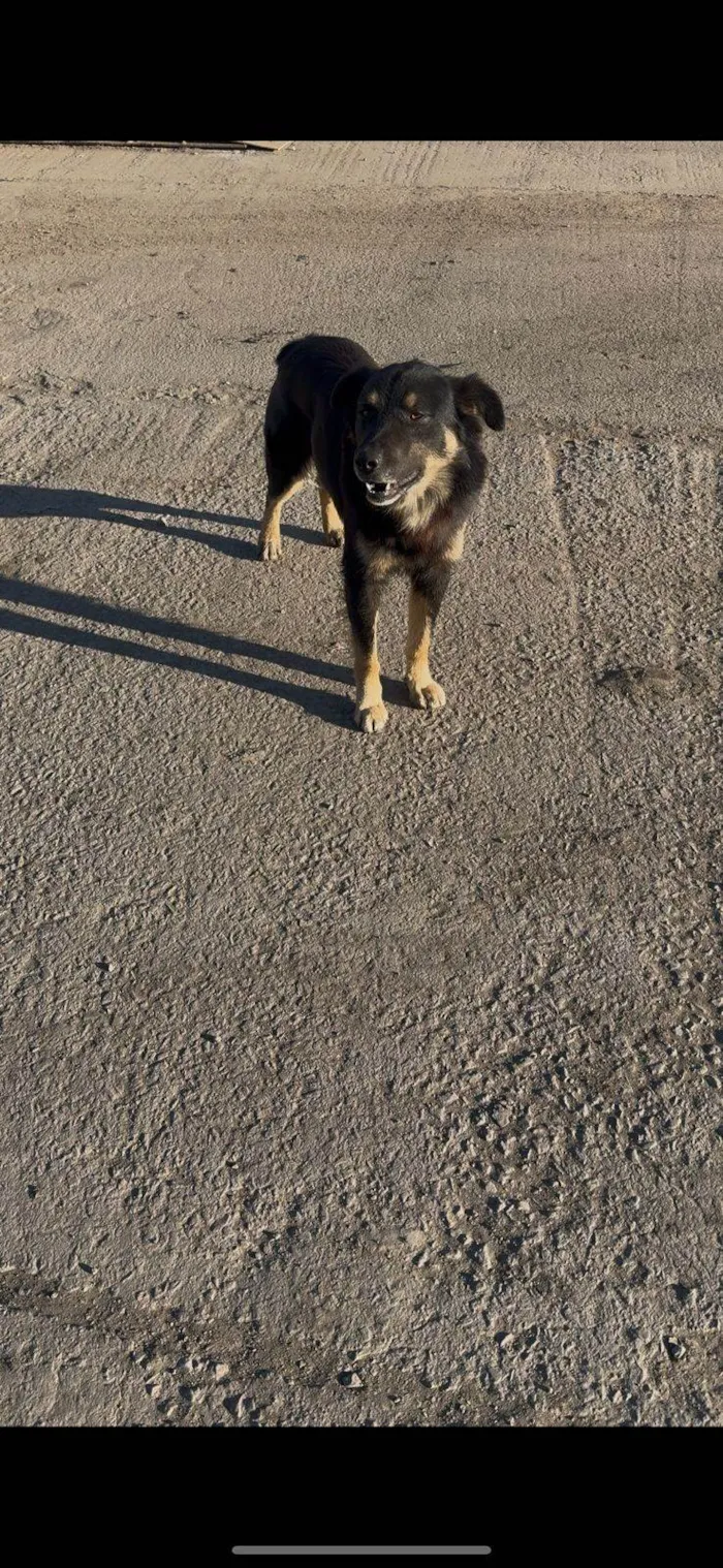 Cachorro ra a SRD-ViraLata idade 2 anos nome emili silveira santana de souza