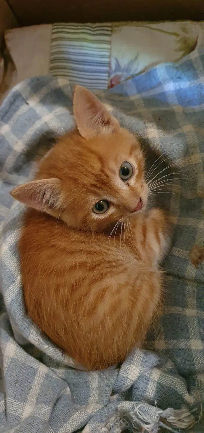 Gato ra a SRD-ViraLata idade 2 a 6 meses nome gatinha 