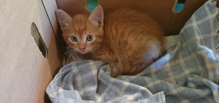 Gato ra a SRD-ViraLata idade 2 a 6 meses nome gatinha 