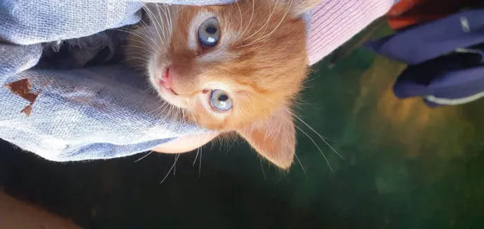 Gato ra a SRD-ViraLata idade 2 a 6 meses nome gatinha 