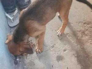Cachorro raça Rottweiler idade 7 a 11 meses nome Bob 
