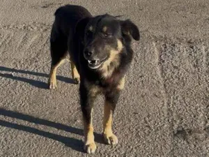Cachorro raça SRD-ViraLata idade 2 anos nome emili silveira santana de souza