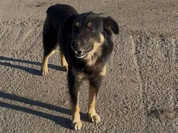 Cachorro ra a SRD-ViraLata idade 2 anos nome emili silveira santana de souza