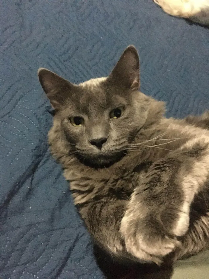 Gato ra a SRD-ViraLata idade 3 anos nome BAK