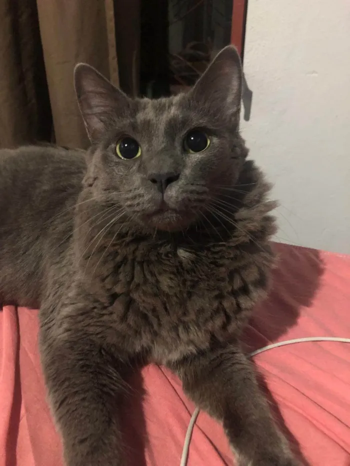 Gato ra a SRD-ViraLata idade 3 anos nome BAK