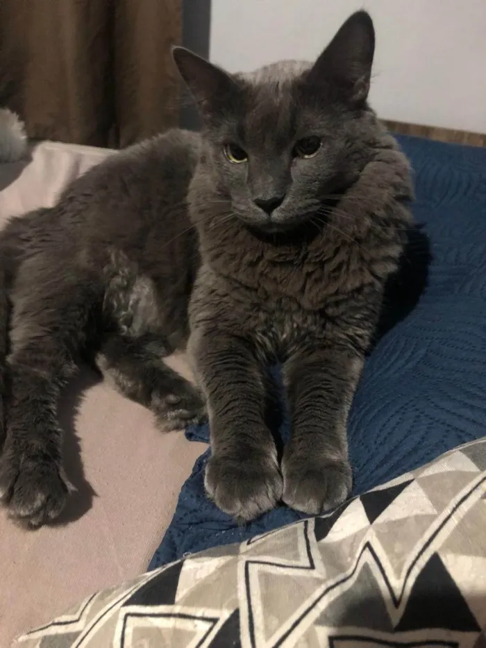 Gato ra a SRD-ViraLata idade 3 anos nome BAK