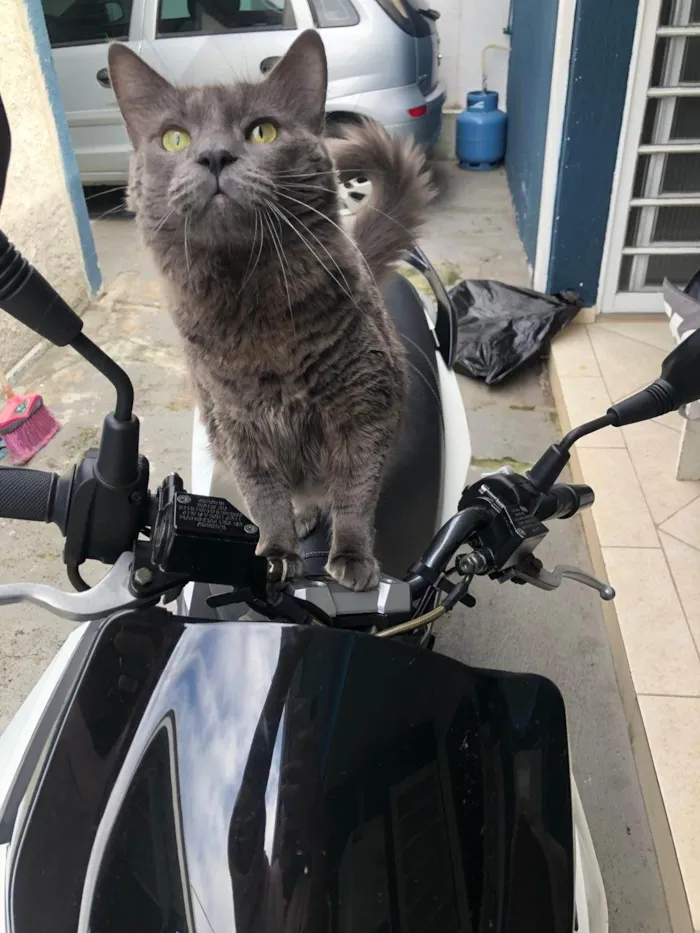 Gato ra a SRD-ViraLata idade 3 anos nome BAK