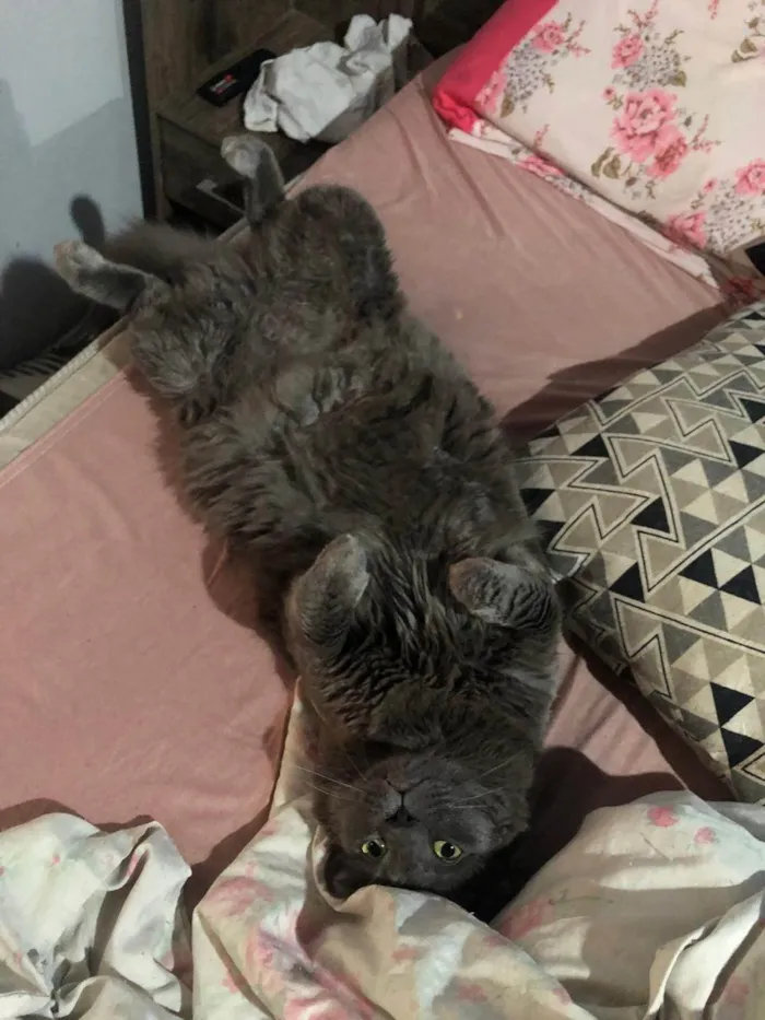 Gato ra a SRD-ViraLata idade 3 anos nome BAK