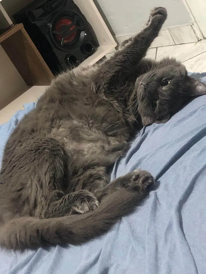 Gato ra a SRD-ViraLata idade 3 anos nome BAK