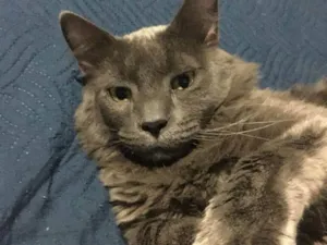 Gato raça SRD-ViraLata idade 3 anos nome BAK