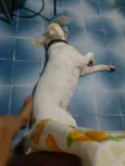 Simba