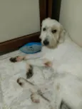 Simba