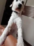 Simba