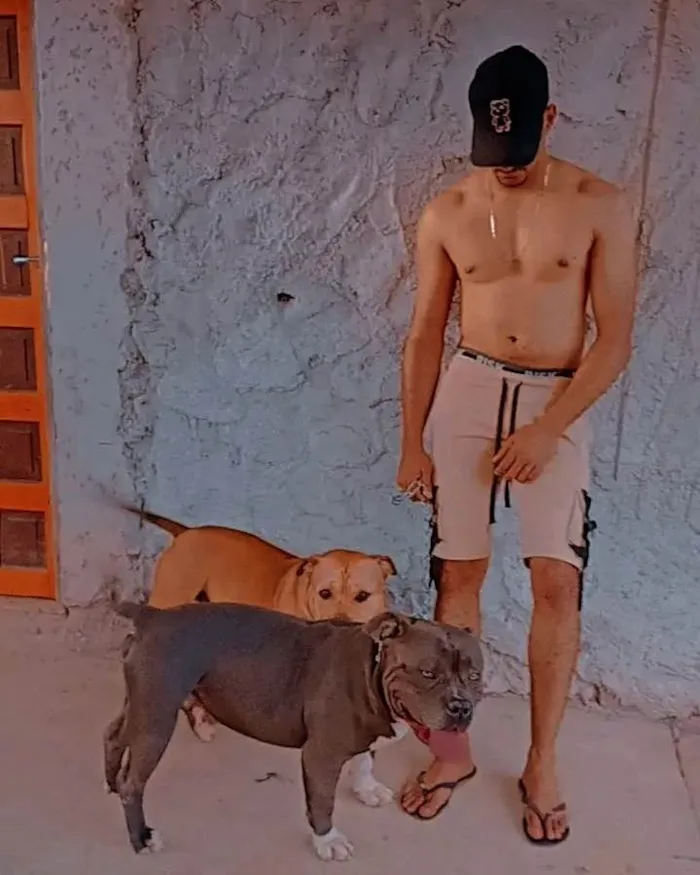Cachorro ra a Pit-Bull idade 5 anos nome JANDERSON CARVALHO COSTA