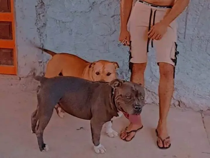 Cachorro ra a Pit-Bull idade 5 anos nome JANDERSON CARVALHO COSTA