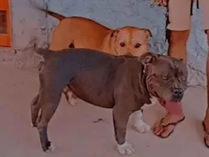 Cachorro raça Pit-Bull idade 5 anos nome JANDERSON CARVALHO COSTA