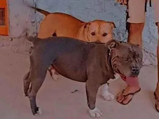 Cachorro ra a Pit-Bull idade 5 anos nome JANDERSON CARVALHO COSTA