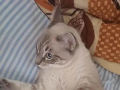 Gato raça Angorá idade 2 a 6 meses nome GARFILD