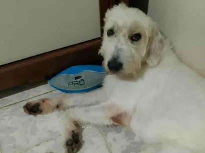 Cachorro raça SRD-ViraLata idade 1 ano nome Simba