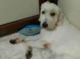 Simba