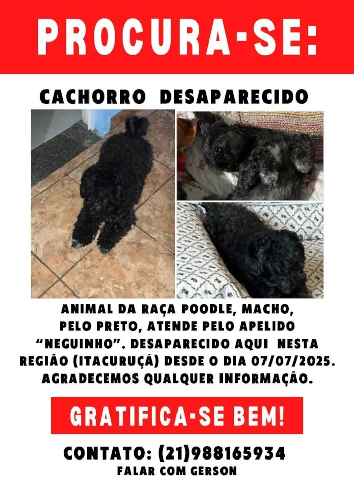 Cachorro ra a Poodle idade 6 ou mais anos nome Neguinho