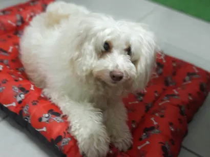 Cachorro raça Poodle idade 5 anos nome Thor 