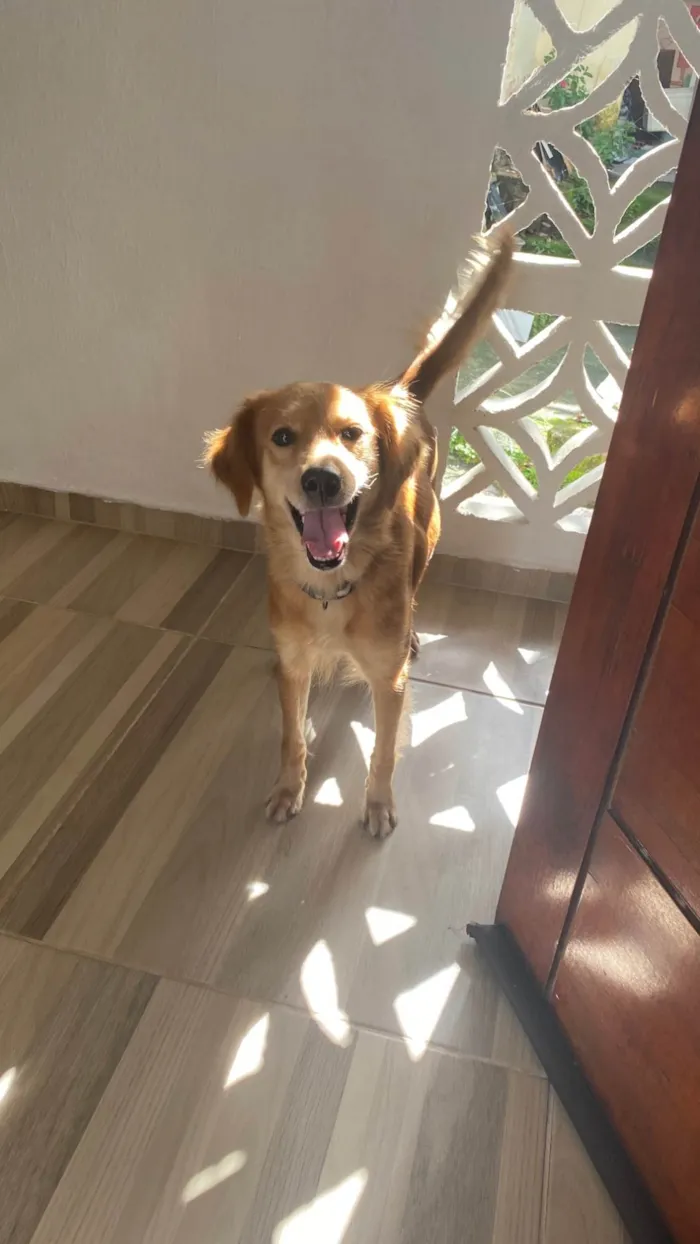 Cachorro ra a SRD-ViraLata idade 3 anos nome Mel 