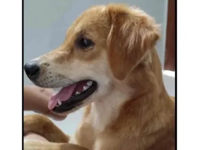 Cachorro raça SRD-ViraLata idade 3 anos nome Mel 