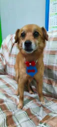 Sonora (macho)