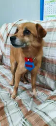 Sonora (macho)