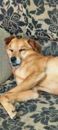 Sonora (macho)