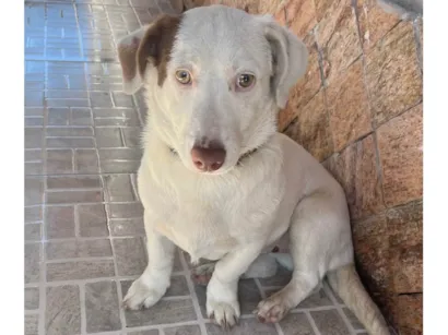 Cachorro raça SRD-ViraLata idade 2 a 6 meses nome Nina 