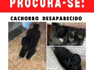 Cachorro raça Poodle idade 6 ou mais anos nome Neguinho