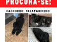 Neguinho
