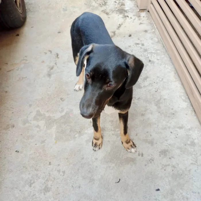 Cachorro ra a SRD-ViraLata idade 2 a 6 meses nome Nutella bb5meses