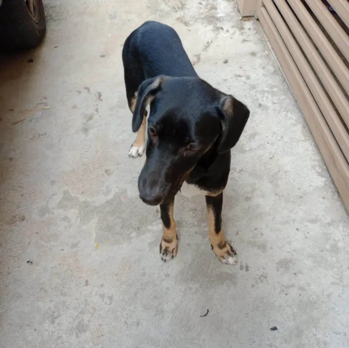 Cachorro ra a SRD-ViraLata idade 2 a 6 meses nome Nutella bb5meses