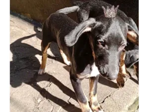 Cachorro raça SRD-ViraLata idade 2 a 6 meses nome Nutella bb5meses