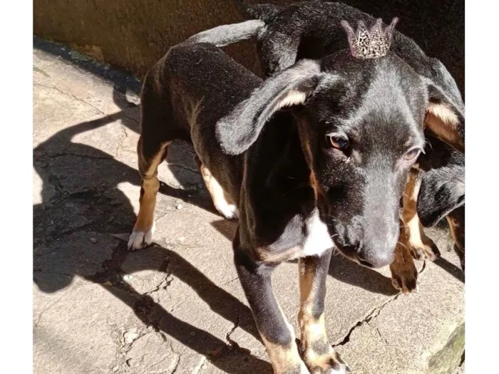 Cachorro ra a SRD-ViraLata idade 2 a 6 meses nome Nutella bb5meses
