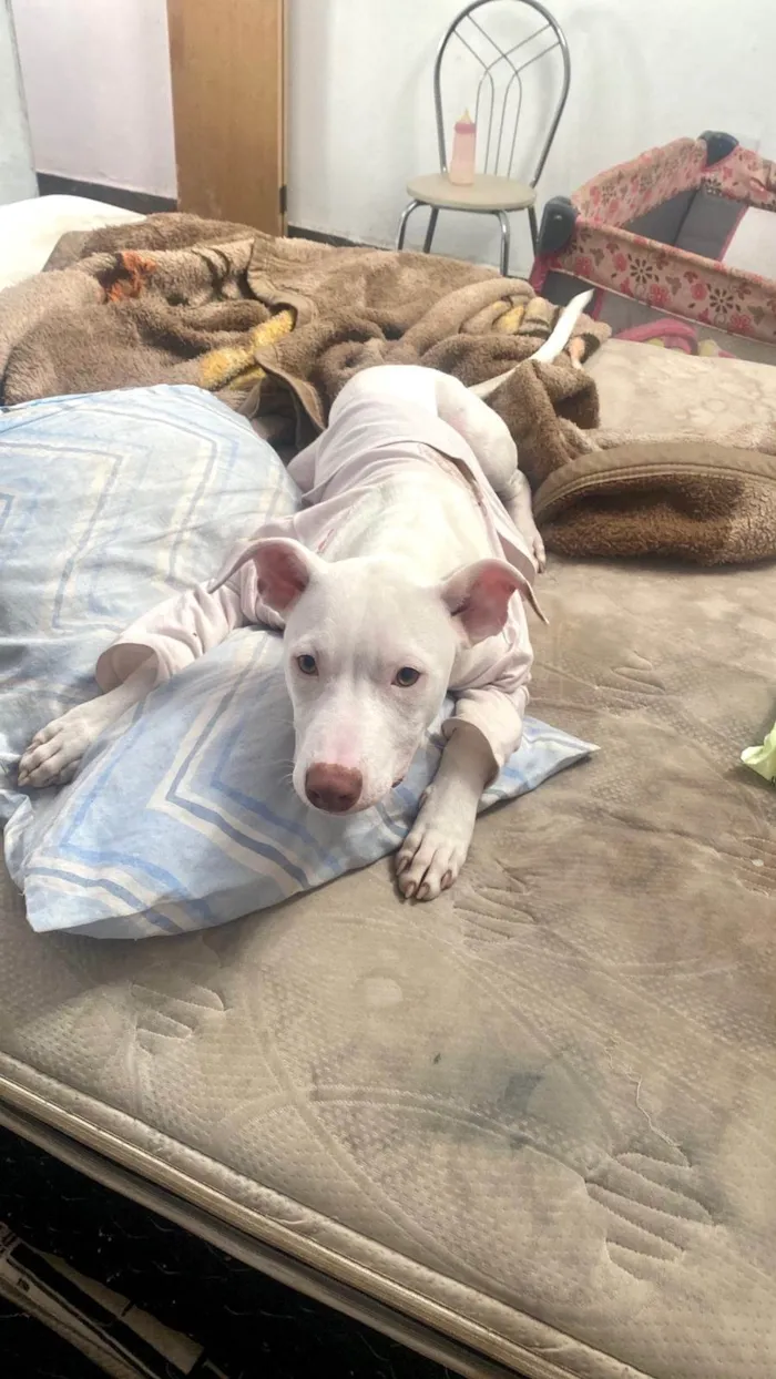 Cachorro ra a SRD-ViraLata idade 2 a 6 meses nome Neve bb5meses lindo 