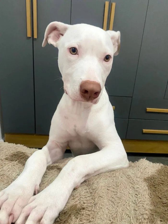 Cachorro ra a SRD-ViraLata idade 2 a 6 meses nome Neve bb5meses lindo 