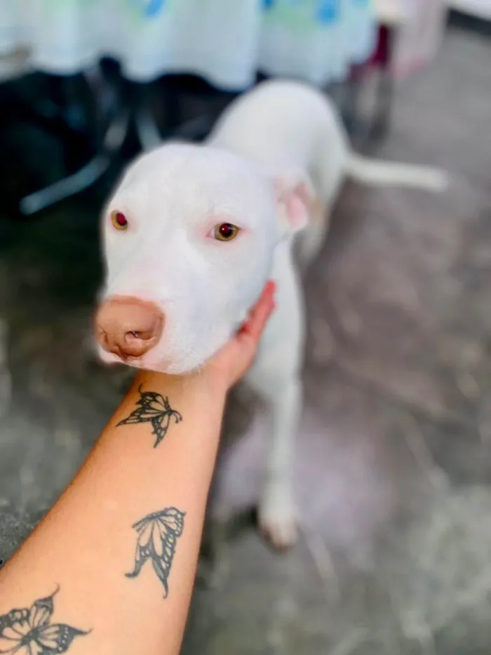 Cachorro ra a SRD-ViraLata idade 2 a 6 meses nome Neve bb5meses lindo 