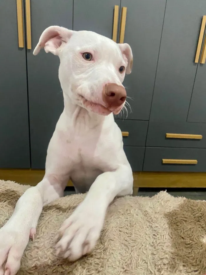 Cachorro ra a SRD-ViraLata idade 2 a 6 meses nome Neve bb5meses lindo 