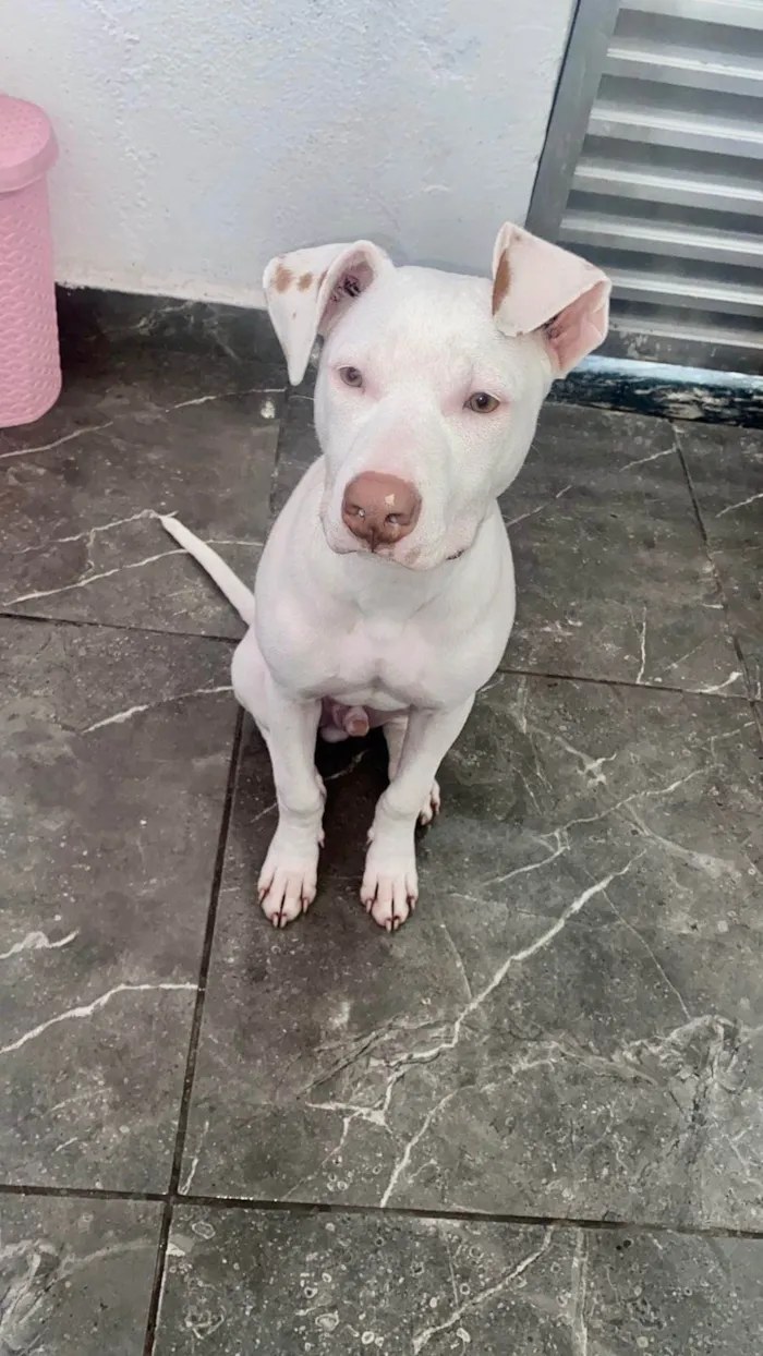 Cachorro ra a SRD-ViraLata idade 2 a 6 meses nome Neve bb5meses lindo 