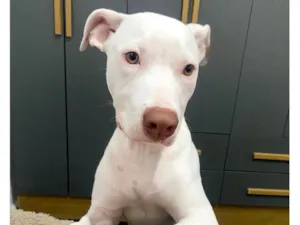 Cachorro raça SRD-ViraLata idade 2 a 6 meses nome Neve bb5meses lindo 