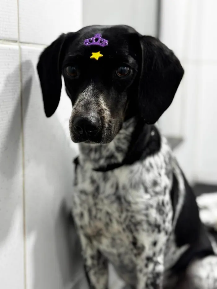 Cachorro ra a SRD-ViraLata idade 1 ano nome Chica 