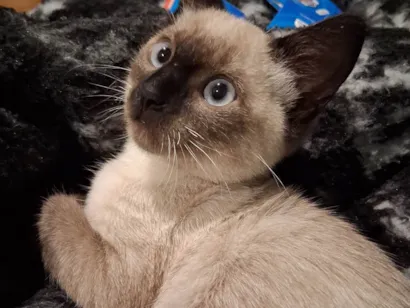 Gato raça Siamês idade 2 a 6 meses nome Nika