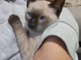 Nika